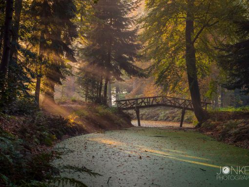 Workshop fotografie Groningen tijdens herfstwandeling in Slochterbos