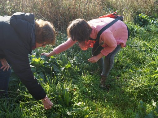 Wildplukken Groningen Stadspark